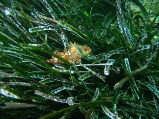  Buceo en los Alpes Marítimos 06 